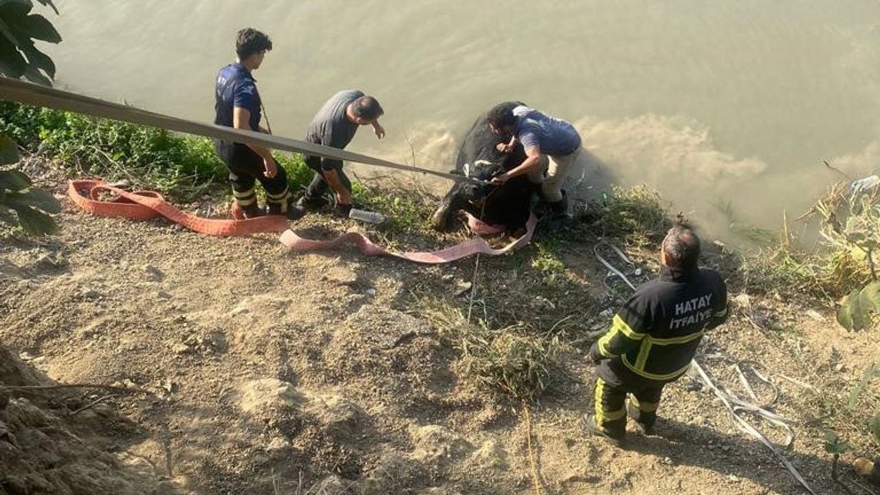 Asi nehrine düşen ineği itfaiye ekipleri kurtardı