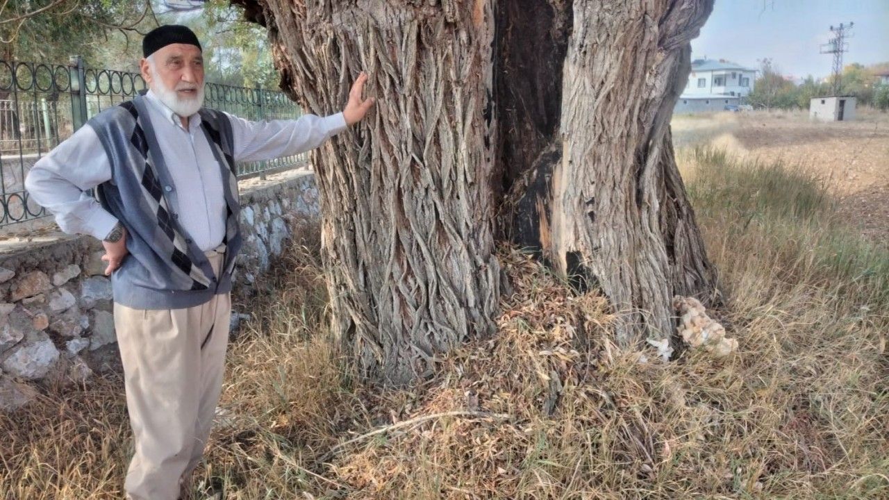 Kahramanmaraş’ta 250 yıllık söğüt ağacı dimdik ayakta