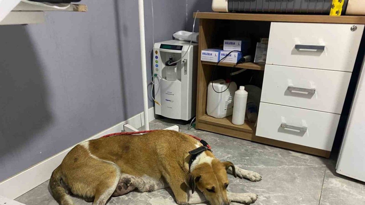 Sokak köpeğinin memesinde oluşan tümör ameliyatla alındı