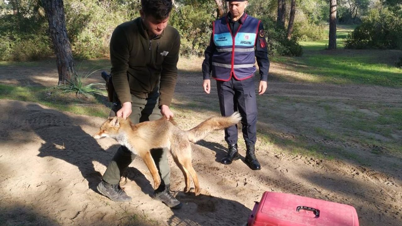 Jandarmanın ormanda bulduğu yaralı yavru tilki koruma altına alındı