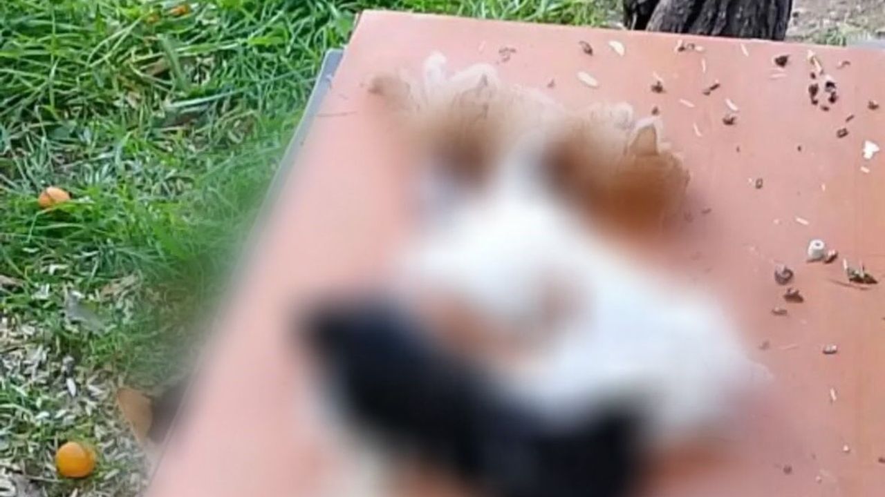 Gemlik’te yavru kediler katledildi