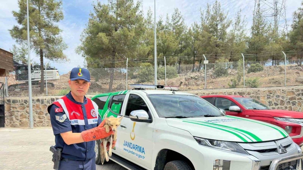 Kilis’te yaralı halde bulunan tilki koruma altına alındı