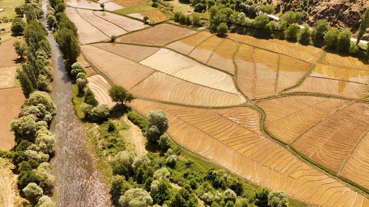 Bitlis’te yüz yıllardır imece usulü çeltik ekimi yapılıyor