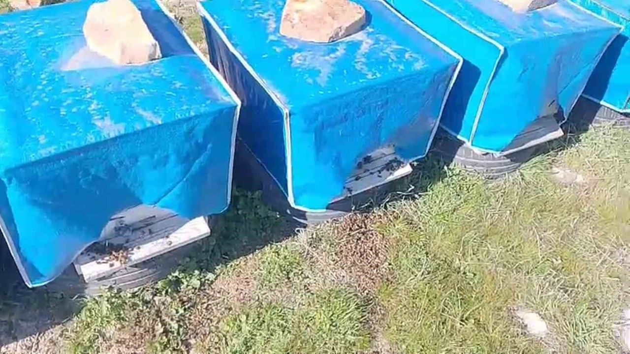 Mersin'de zamansız zirai ilaçlama arıların ölümüne sebep oldu