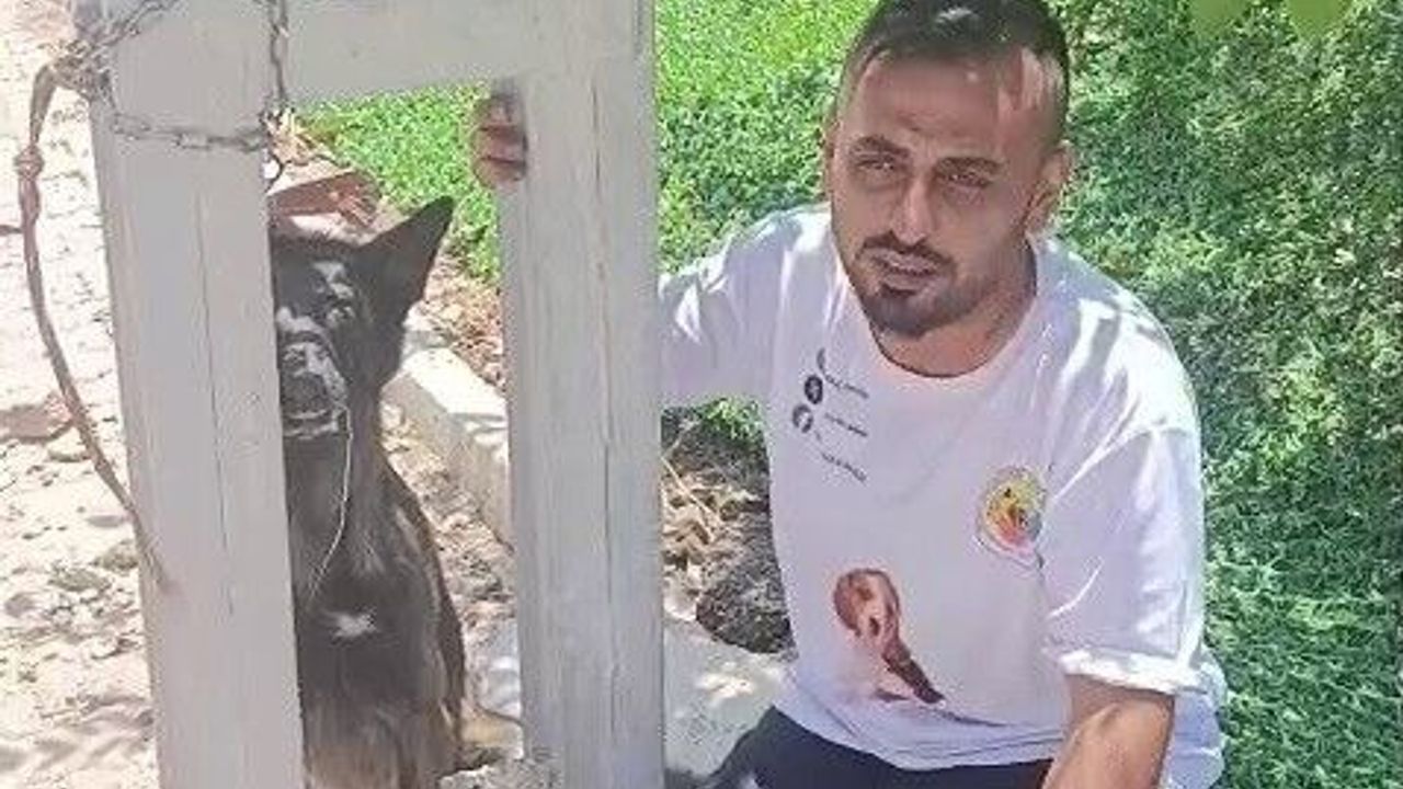 Belçika kurdunu zehirleyip direğe asarak telef ettiler