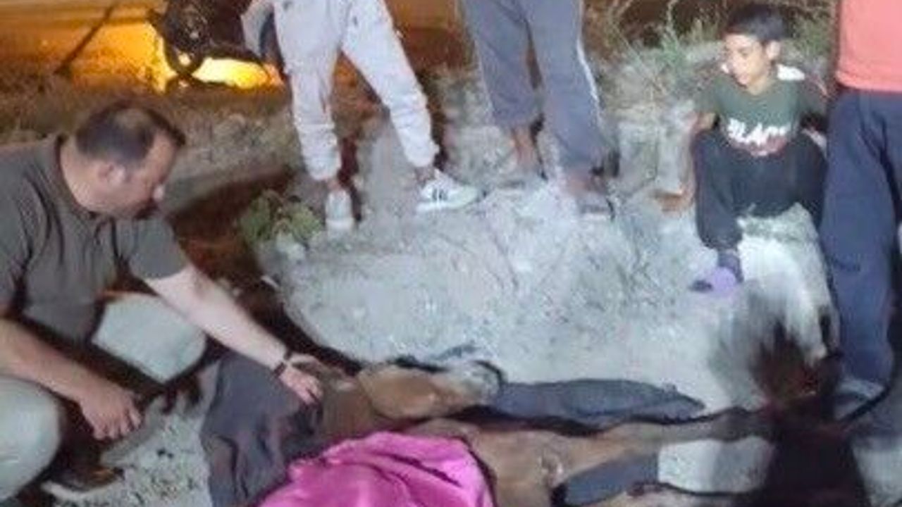 Minibüsün çarptığı başıboş at 'Haybulans' ile tedaviye alındı