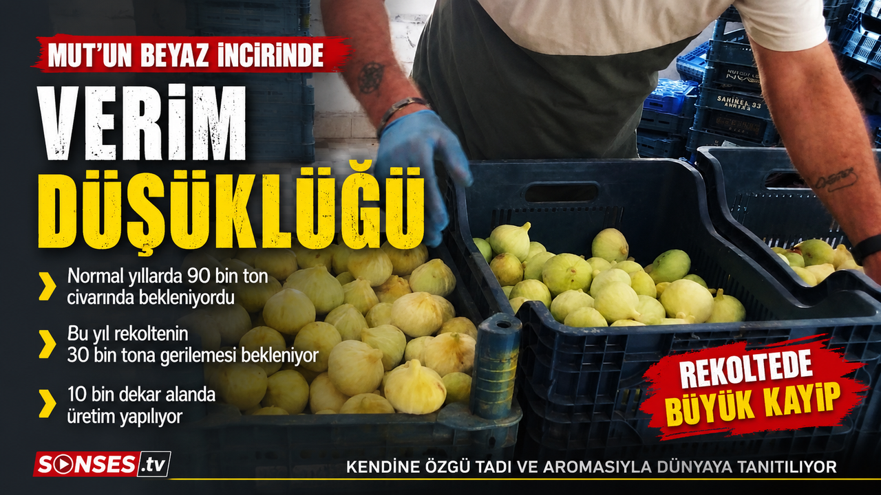 Mersin'de beyaz incirde 'yok yılı'