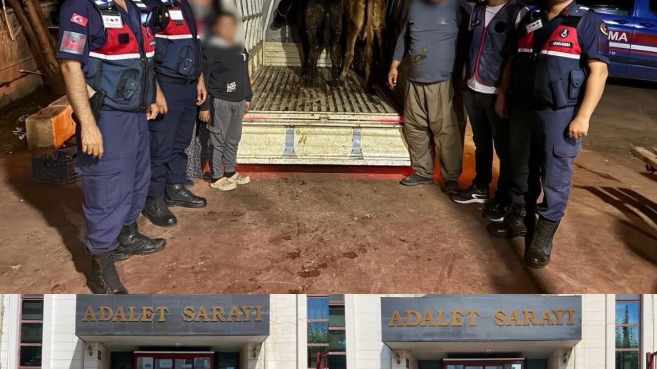 Jandarma çalınan 13 hayvanın izini sürdü: 3 büyükbaş sahibine teslim edildi