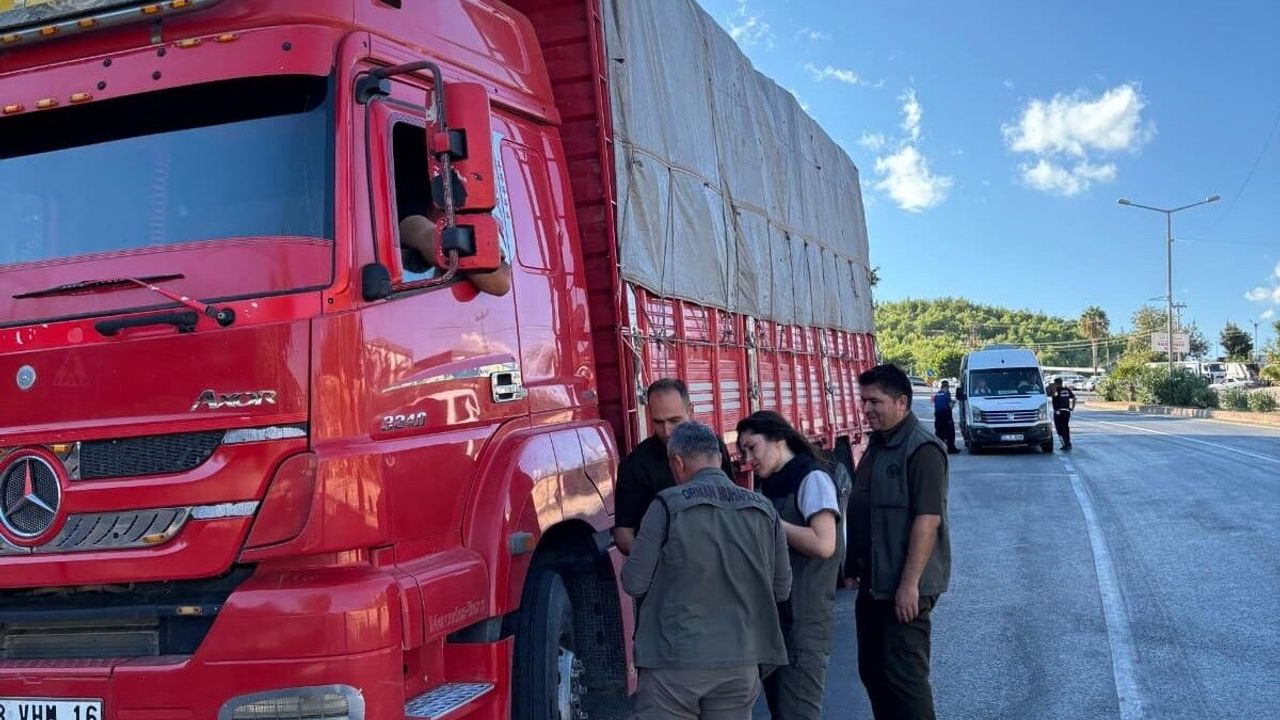 Mersin'de orman suçlarına karşı yol kontrolü