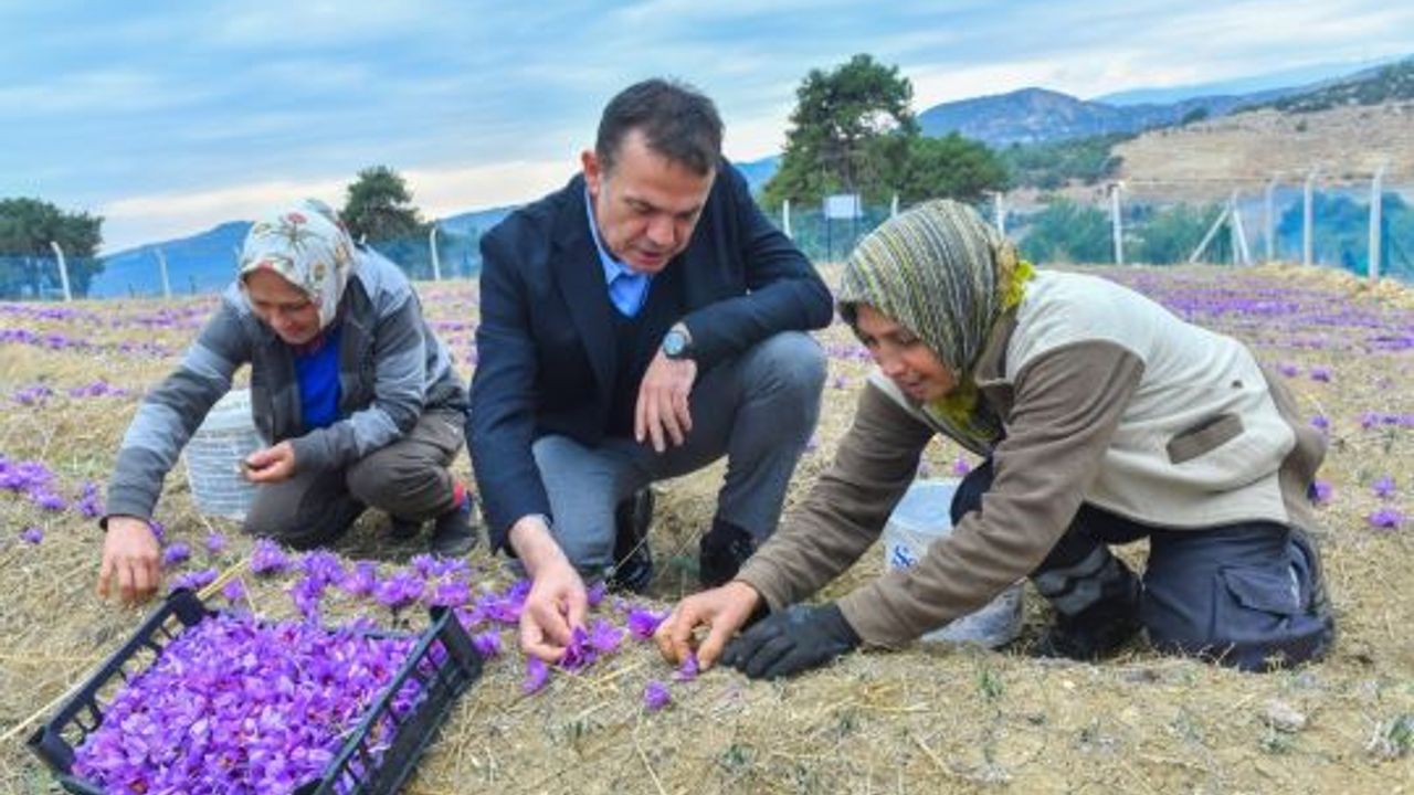  Mersin Yenişehir’de dünyanın en pahalı baharatı yetiştiriliyor