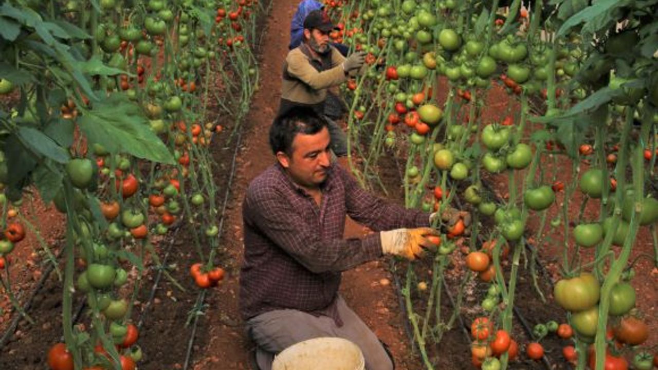 Örtü altında domates hasadının ilk ürünler Katar’a yollandı.
