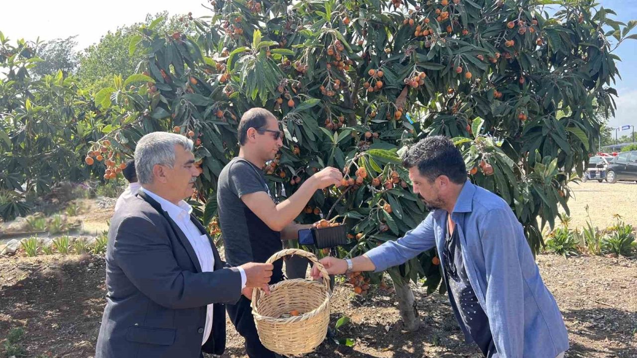 Tarsus’ta 2 ton yenidünya meyvesi hasadı gerçekleştirildi
