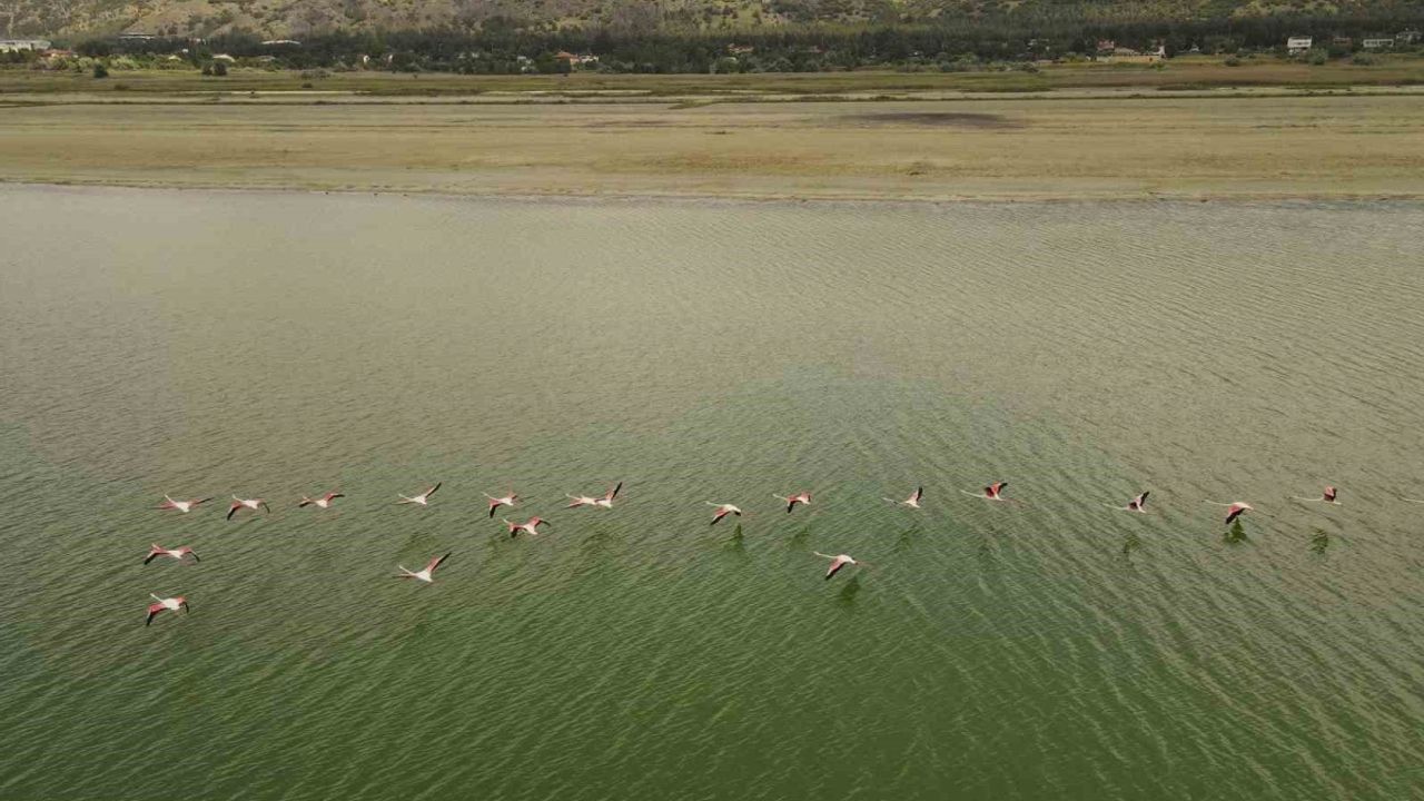 Kuraklıkla boğuşan Burdur Gölünde Flamingoların dansı
