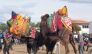 Şap hastalığı deve güreş gösterilerine de sekte vurdu