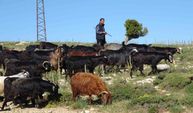 Toroslar yeşerdi, Yörüklerin zorlu mesaisi başladı