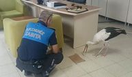 Mersin Zabıtasından Yaralı Leyleğe Can Eli