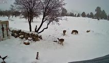 Bozyazı'da kurtlar köye indi: O anlar kamerada