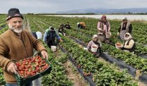 Silifke Çileğinde Hasat Başladı: Dubai ve Katar’a Uçuyor!