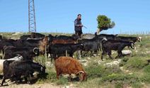 Toroslar yeşerdi, Yörüklerin zorlu mesaisi başladı