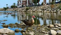 Mersin'de sel sonrası kuşlar için koruma çağrısı