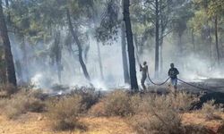 Ormanlık alandaki örtü yangını ekipler tarafından kontrol altına alındı
