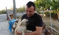 1.5 yaşındaki köpek, kedilere annelik yapıyor