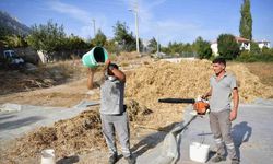 Lezzetiyle ünlü  Çandır fasulyesinde hasat zamanı