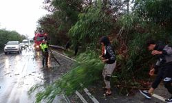 Manavgat'ta fırtına ağaçları devirdi, karayolunda trafik aksadı