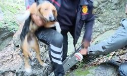 Hatay’da kuyuya düşen köpeği, itfaiye kurtardı