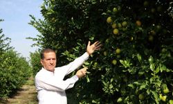 Limon dalında kaldı, üretici limonata çözümü bekliyor