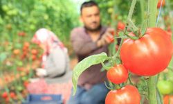 Mersin’de örtü altı domateste kış hasadı!