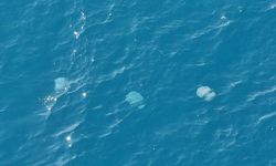 Dev denizanalarının geçişleri dron ile görüntülendi