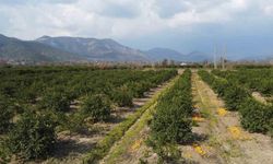 Adana’da para etmeyen narenciye bahçede kaldı