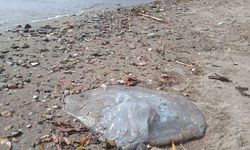 Alanya sahilinde ölü denizanaları görüldü