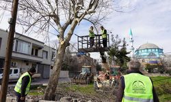 Dulkadiroğlu’nda budanan ağaçlar sosyal yardıma dönüşüyor