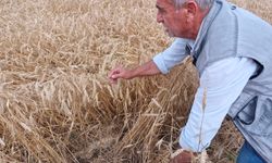 Kuvvetli yağış hasat olgunluğuna gelen buğdaya zarar verdi