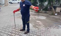 Hatay’da kız öğrenci yurduna giren yılan çıkarıldı