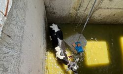 Su kuyusuna düşen inekler itfaiye ekiplerince kurtarıldı