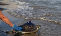 Uydu vericisi takılan yeşil deniz kaplumbağaları denize bırakıldı