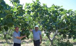 800 rakımlı mahallede yaş incir rekoltesi üreticinin yüzünü güldürecek