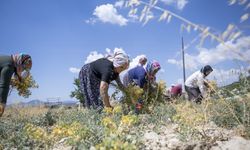 Gülnar Atalık Nohutu Yeniden Canlanıyor