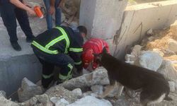 Anne köpek, yavrularını kurtaran ekiplerin başından bir an olsun ayrılmadı