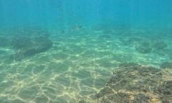 Deniz suyundaki sıcaklık artışı Akdeniz'de tür değişimini hızlandırıyor