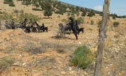 Meyveli Antep fıstığı fidanları keçilere yem oldu