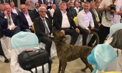 Antalya’da fuar alanına girip dron kovalayan köpek gülümsetti