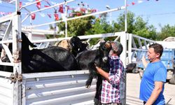 Mersin’de 5 yılda 300 üreticiye 7 bin 500 küçükbaş hayvan desteği