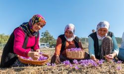 Yenişehir’de safran üretimi dördüncü yılına girdi