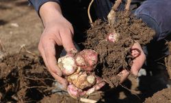 Doğada kendiliğinden yetişen yer elmasını, patates gibi ekip çoğaltmayı başardı