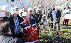 Samsun’da fındık budama yarışması