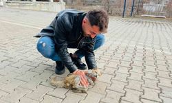 Şırnak’ta can çekişen kedi kalp masajıyla hayata tutundu